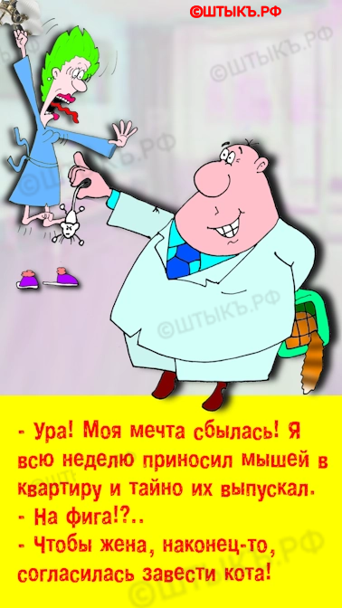 Как правильно завести кота — юмор в картинках